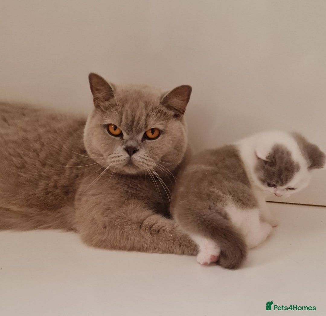British Shorthair cats for sale: CHAMPION SIRED GCCF REG BSH BLUE BI MALE KITTEN - Image 6