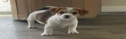 Jack Russell dogs for sale: Traditional short-legged Jack Russell puppies! - Advert 14
