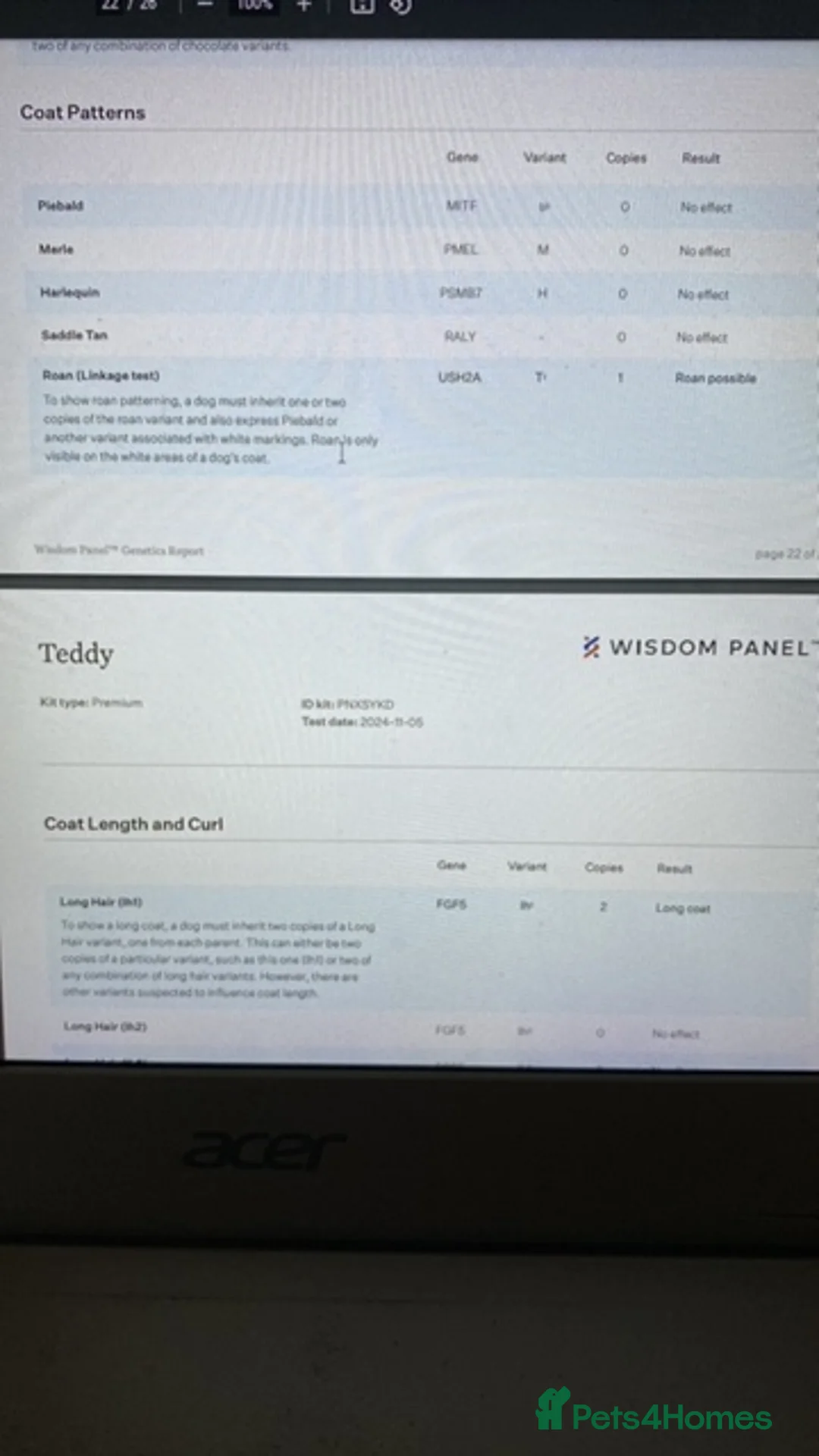 Cockapoo dogs for stud: DNA tested F1 Cockapoo stud  in London - Advert 17