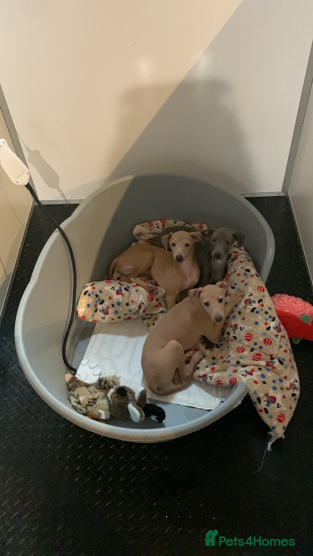 Italian Greyhound dogs for sale: KC reg show quality Italian greyhound boy  - Advert 3