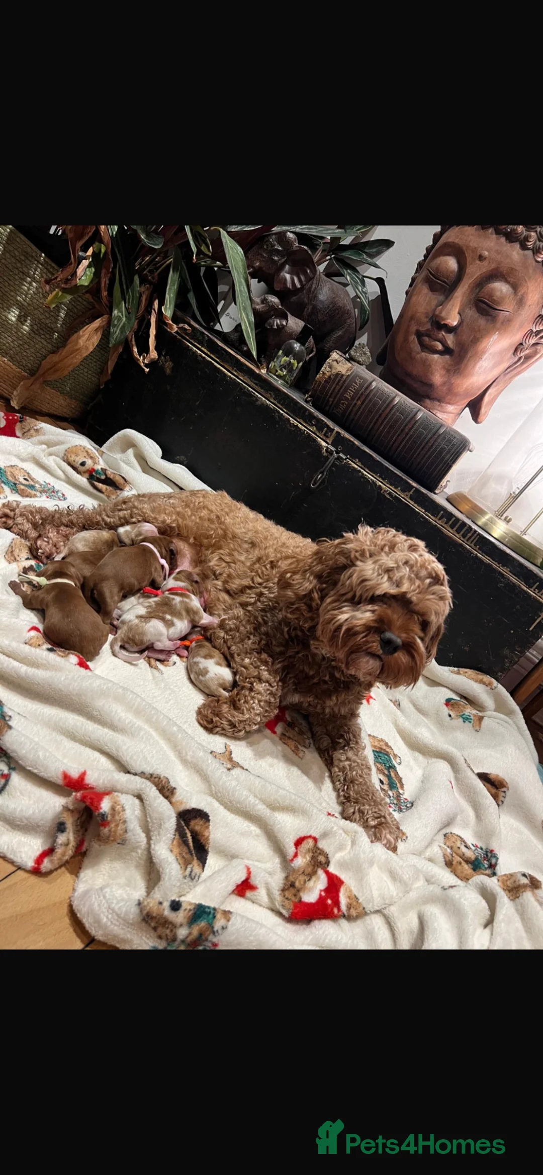 Cavapoo dogs for sale: Merlesque fully trained older puppies  - Advert 2