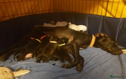 Mixed Breed dogs for sale: Lab Cross Puppies for Sale - Image 2