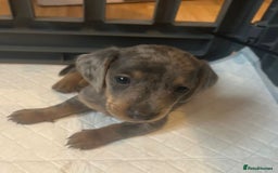 Dachshund dogs for sale: Dachshunds for sale - Image 1