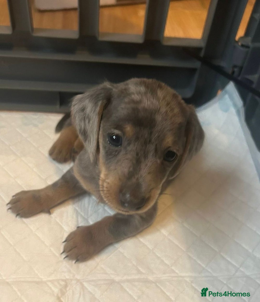 Dachshund dogs for sale: Dachshunds for sale - Image 1