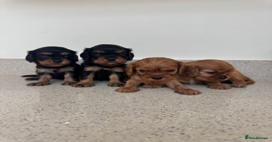 Cavalier King Charles Spaniel dogs - Advert 13