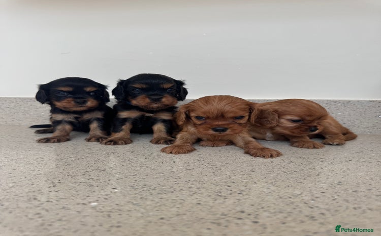 Cavalier King Charles Spaniel dogs - Advert 2