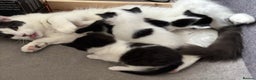 Mixed Breed cats for sale: Black and White fluffy kittens  - Advert 17