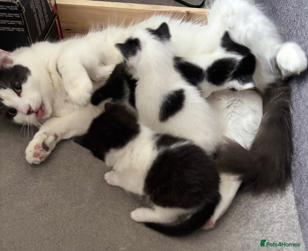 Mixed Breed cats for sale: Black and White fluffy kittens  - Advert 17