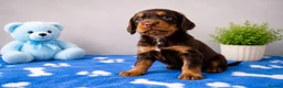 Cocker Spaniel dogs for sale: Cocker Spaniel - Advert 6