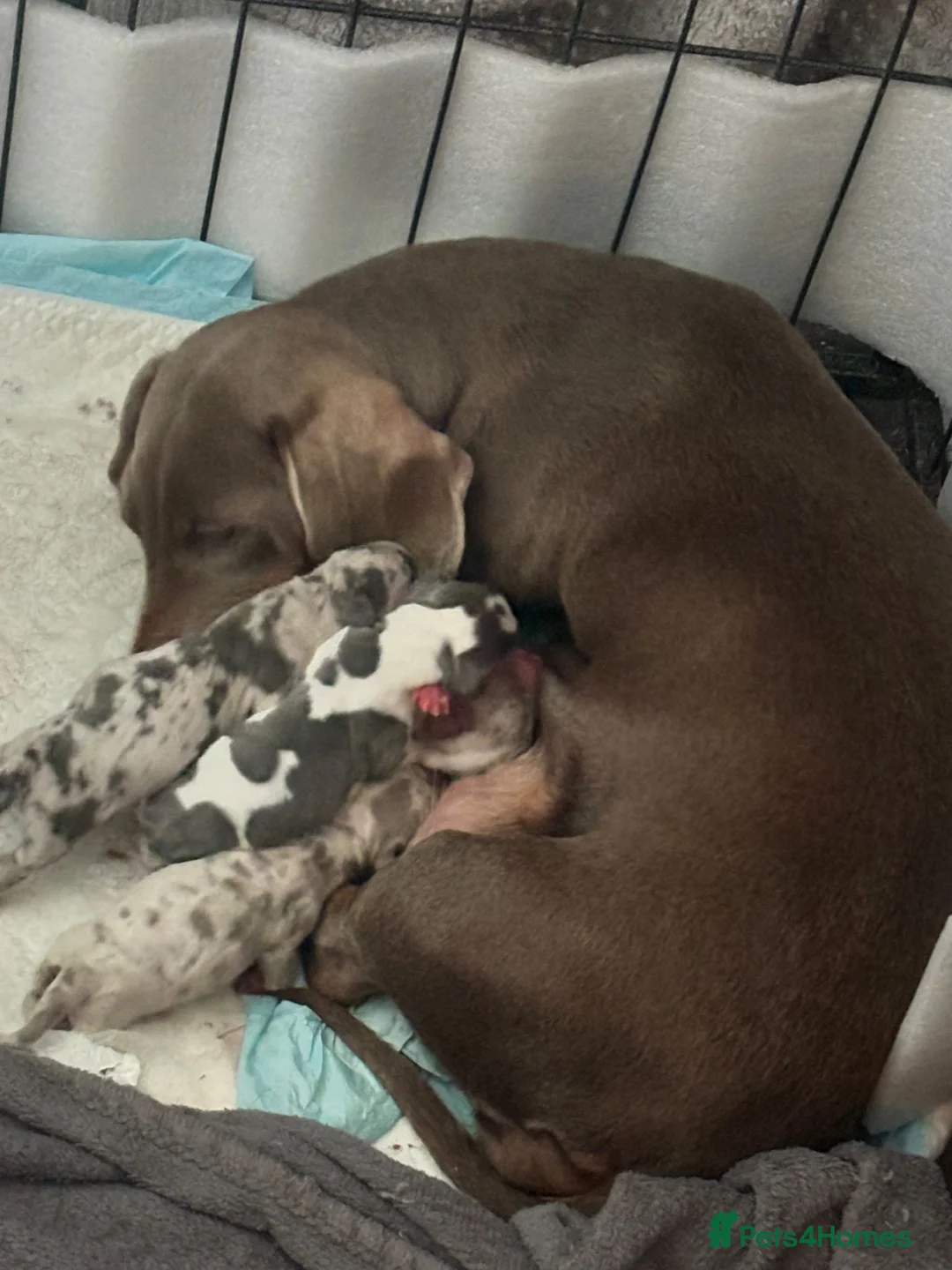 Dachshund dogs for stud: Kc Miniature smooth dacshund stud in Brierley Hill - Advert 19