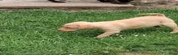 Labrador Retriever dogs for sale: Fantastic labrador pups  - Advert 6