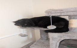 Maine Coon cats for sale: Maine coon cross looking for forever home - Image 2