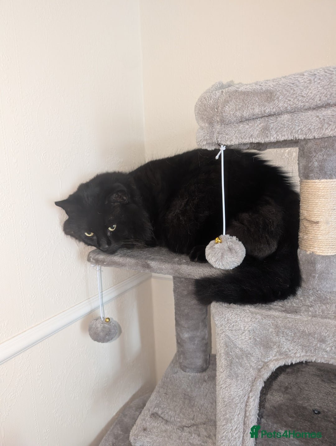 Maine Coon cats for sale: Maine coon cross looking for forever home - Image 2