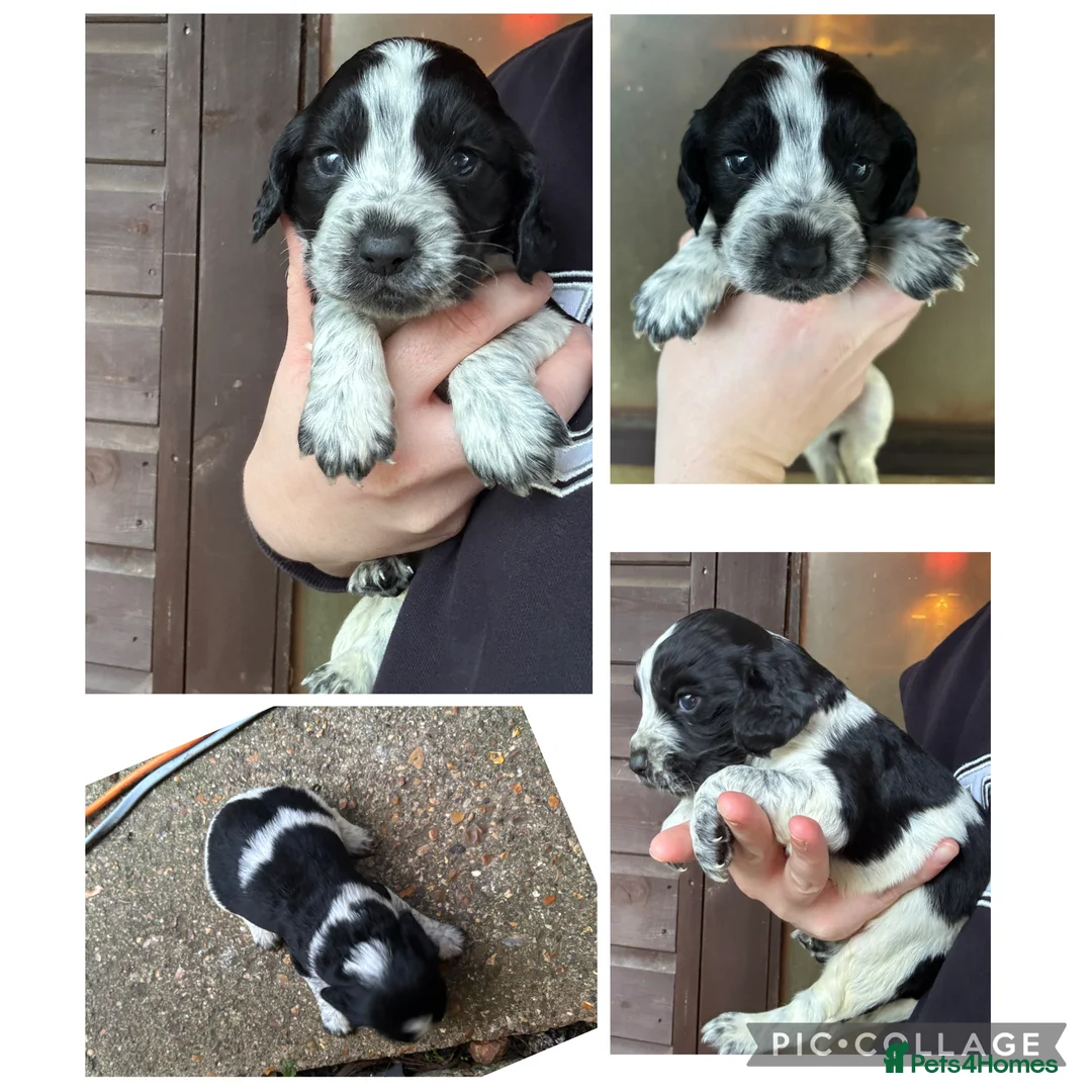 Cockapoo dogs for sale: Cockapoo puppies - Advert 2