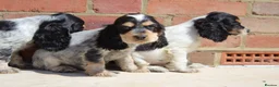 Cocker Spaniel dogs for sale: Quality Show type cocker spaniel puppies  - Advert 12