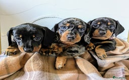 Miniature Dachshund dogs for sale: Miniature Dachshund Puppies  - Image 2