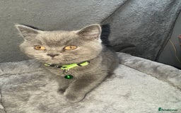 British Shorthair cats for sale: Stunning litter of bsh  - Advert 19