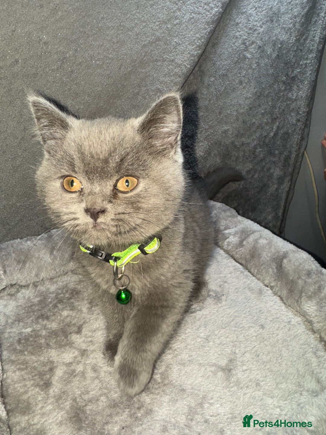 British Shorthair cats for sale: Stunning litter of bsh  - Advert 19