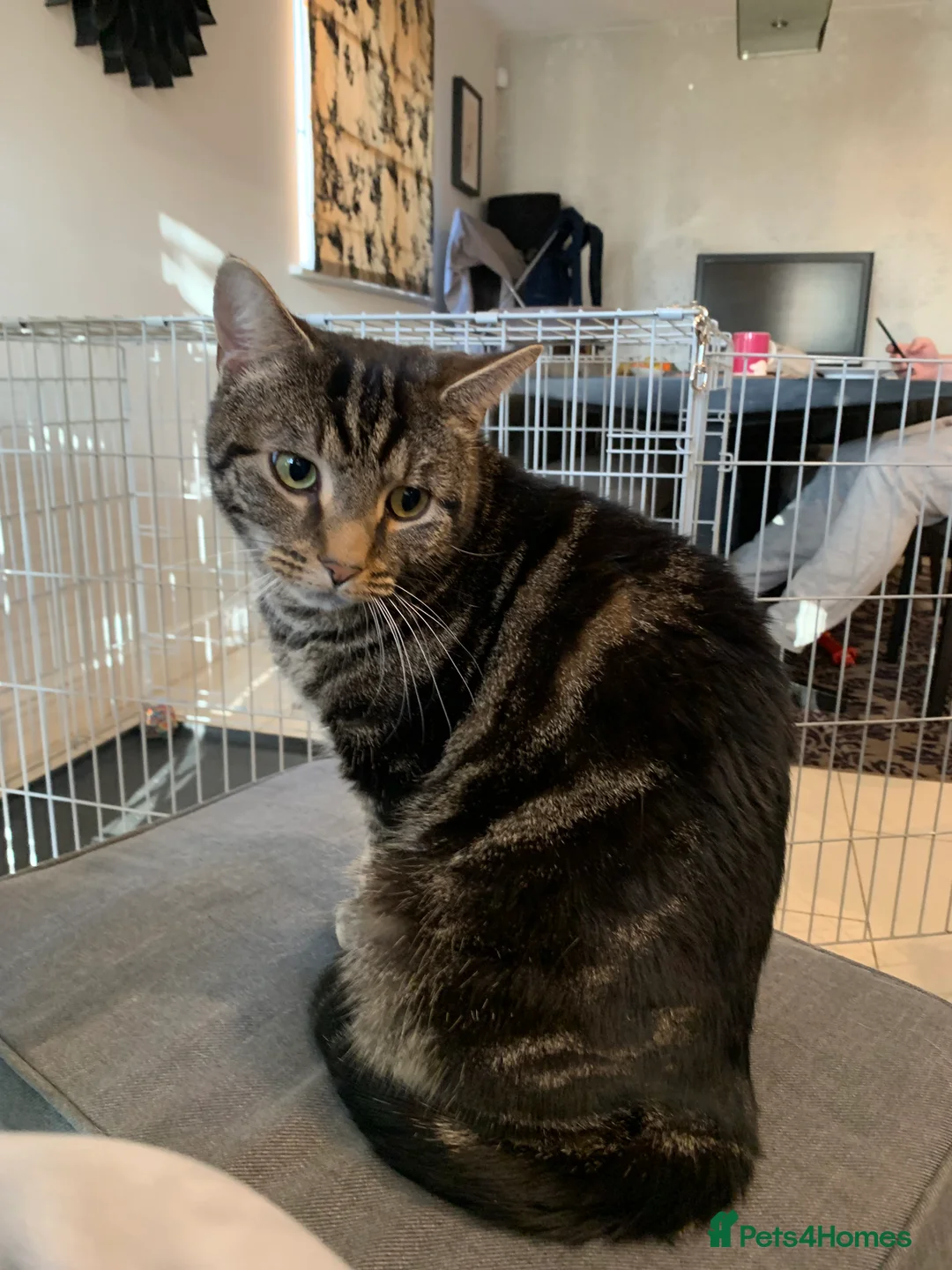 Domestic Shorthair cats for sale: Tortishell male cat - Advert 1