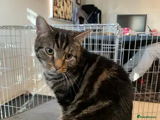 Domestic Shorthair cats Tortishell male cat - Advert 4