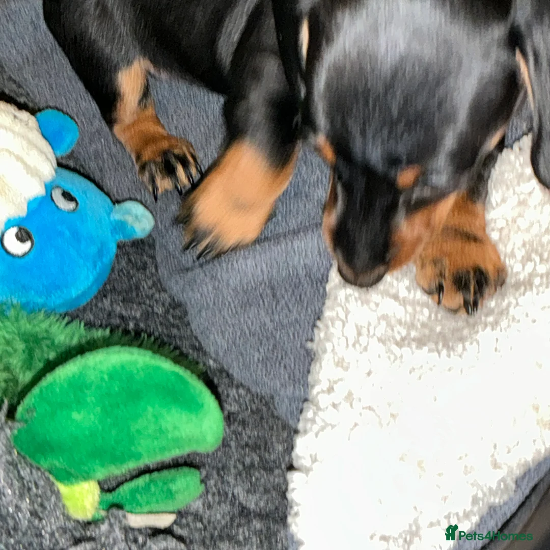 Miniature Dachshund dogs for sale: Kennel club registered pedigree dachshund - Advert 4