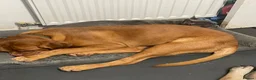 Dogue De Bordeaux dogs for sale: 7 month old female  - Advert 4