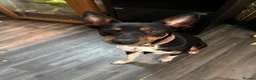 Mixed Breed dogs for sale: Cocker spaniel x Border Kelpie Puppies - Advert 10