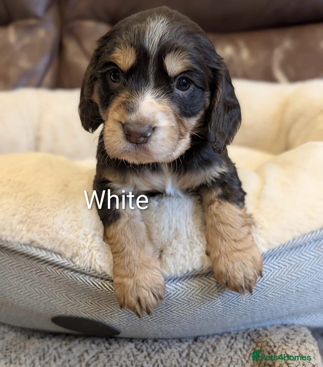 Cocker Spaniel dogs for sale: Beautiful Working type Cocker Spaniel Puppies - Advert 2