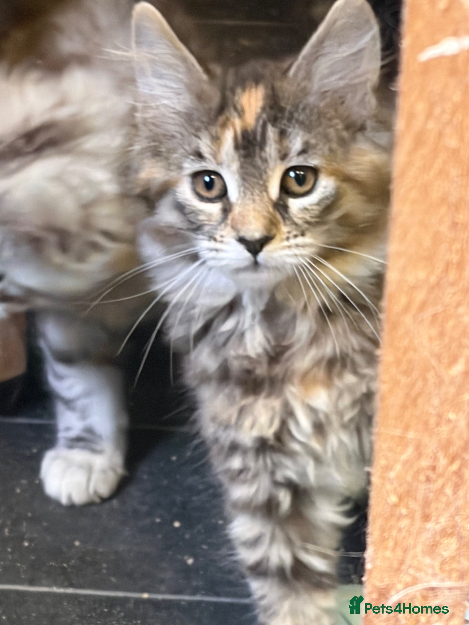 Maine Coon cats Pedigree Maine Coon kittens girls  - Advert 1