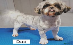 Shih Tzu dogs for sale: Four shih tzu boy puppy’s for sale. - Image 20