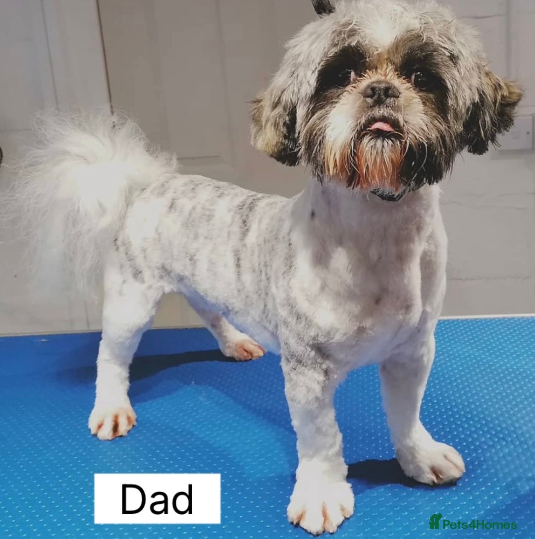 Shih Tzu dogs for sale: Four shih tzu boy puppy’s for sale. - Image 20