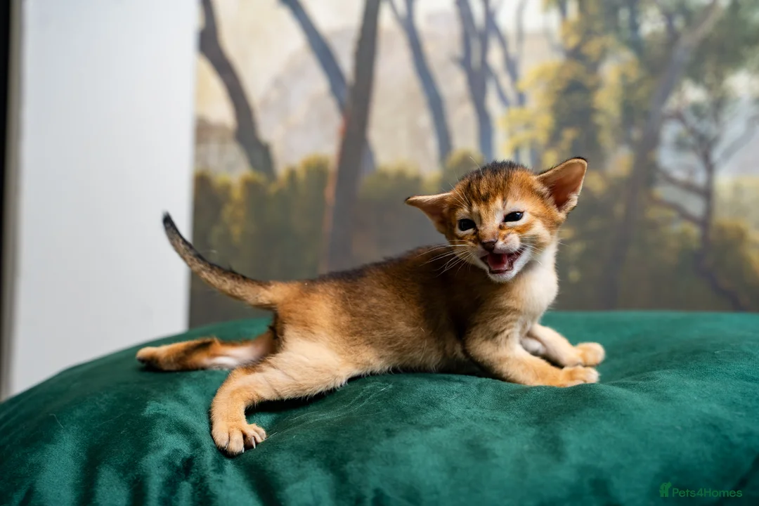 Abyssinian cats for sale: Ruddy Abyssinians Kittens-Outstanding Pedigree  - Advert 33