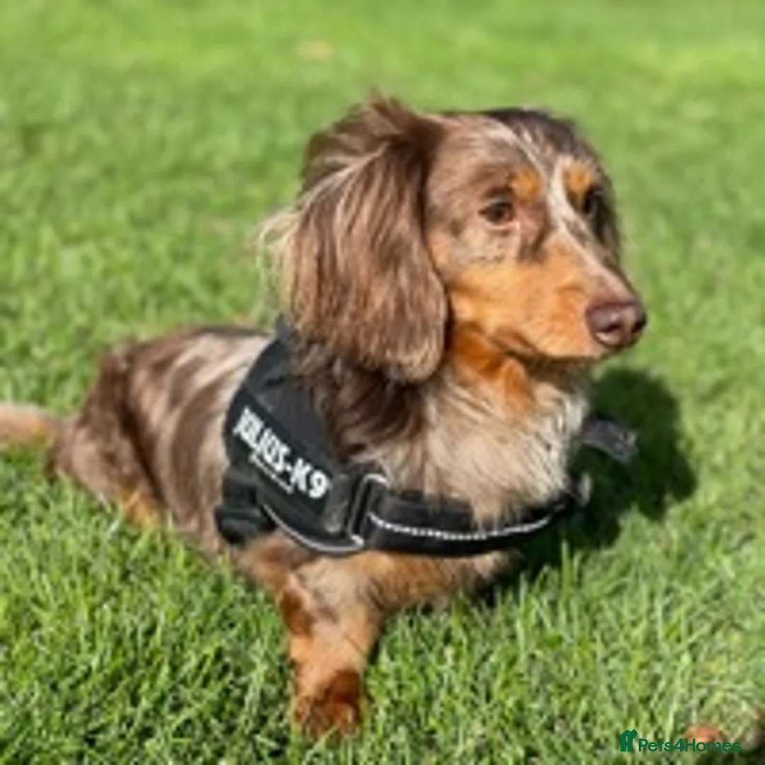 Miniature Dachshund dogs for stud: ✨Kc mini long haired dapple✨ 17 champions✨ in Romford - Advert 8