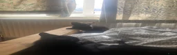 Domestic Shorthair cats for sale: 6 beautiful kittens is ready to go - Advert 5