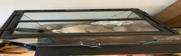 Tarantulas invertebrates for sale: Brazilian White Knee - Acanthoscurria geniculata - Advert 5