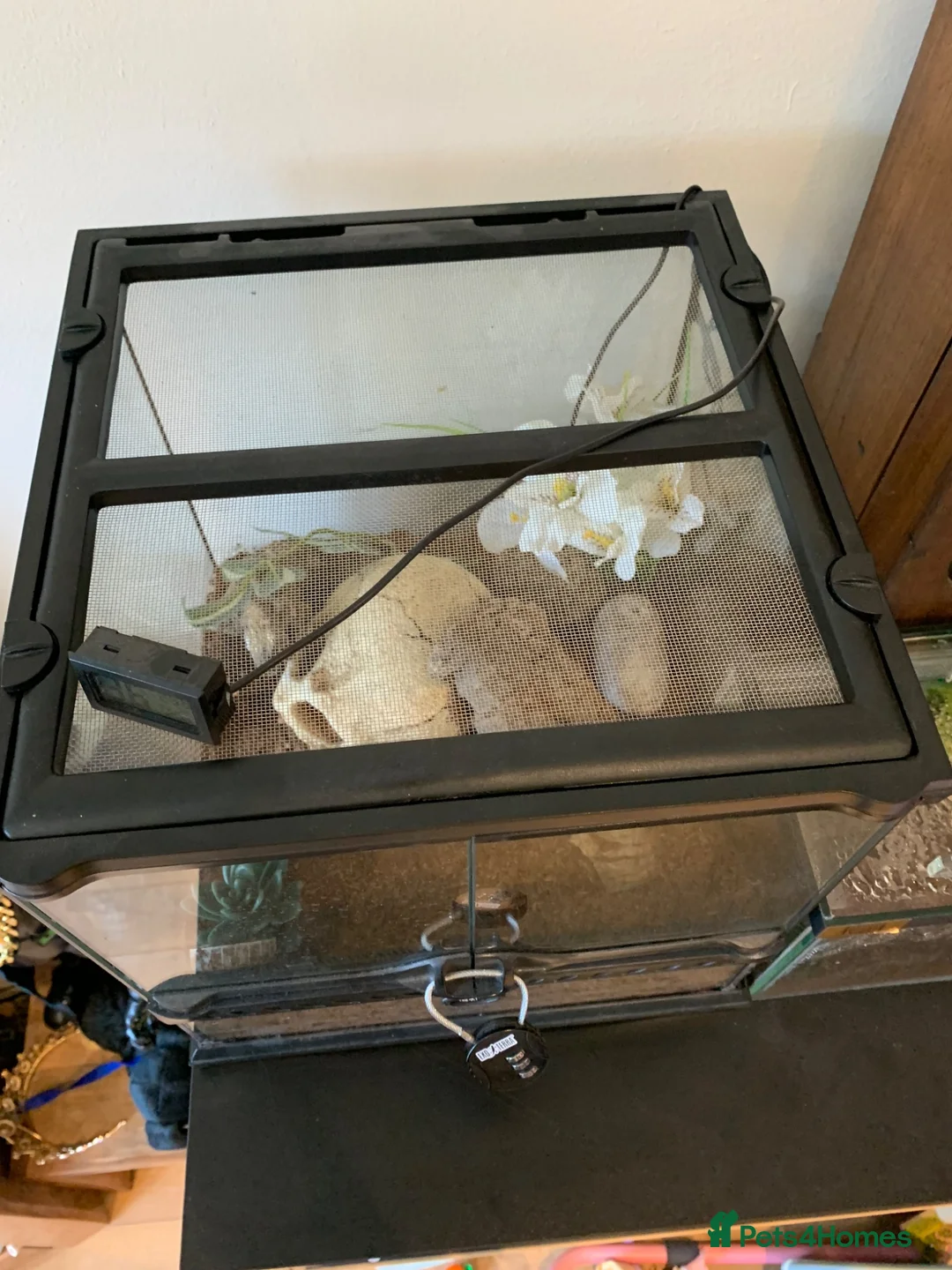 Tarantulas invertebrates for sale: Brazilian White Knee - Acanthoscurria geniculata - Advert 5