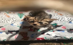 Persian cats for sale: 8 British short hair x Persian kittens  - Image 5