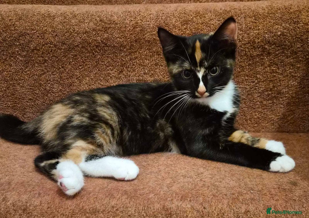 Mixed Breed cats for sale: Five Charming Kittens - Image 15