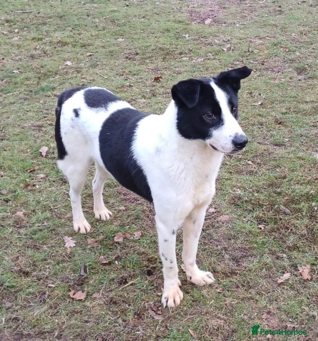 Mixed Breed dogs for adoption: 🐾 Meet MARLEY 🐾 - a Lovely Boy for a Loving Home - Advert 20