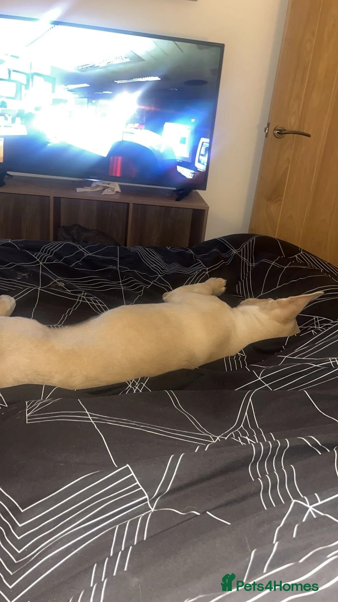 Mixed Breed dogs for sale: Cali  in Blackwood - Advert 3