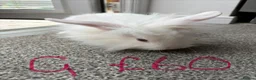 Lionhead rabbits for sale: Rabbits for sale - Advert 7