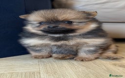 German Spitz dogs for sale: KC Reg Show Type German Spitz (Klein) For Sale. - Image 15