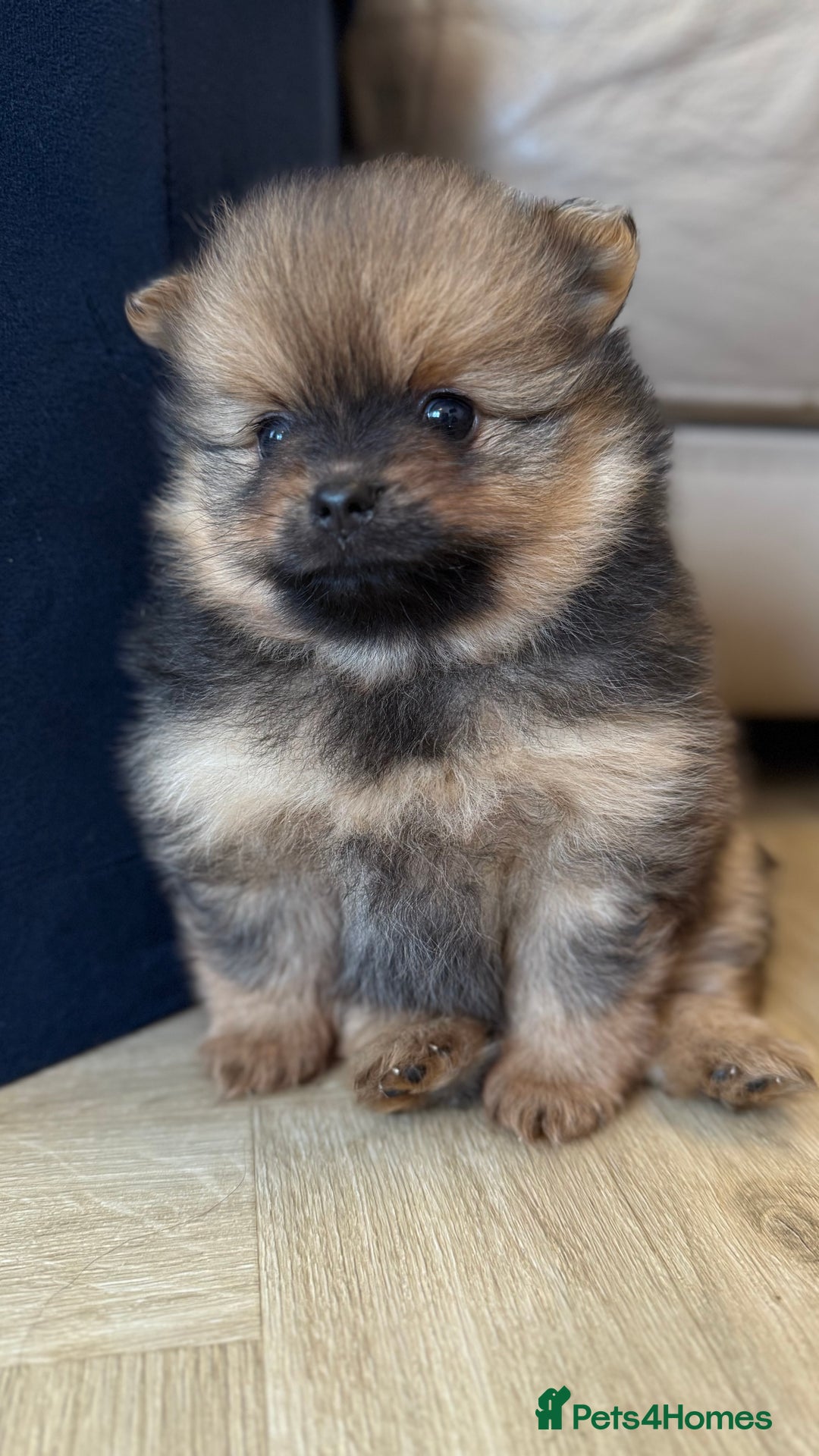 German Spitz dogs for sale: KC Reg Show Type German Spitz (Klein) For Sale. - Image 15