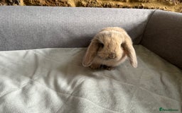 Mini Lop rabbits for sale: Mini Lops - Image 10