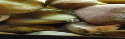 Snails fish for sale: Freshwater nerite snails  - Advert 5