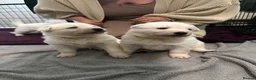White Swiss Shepherd dogs for sale: gorgeous European line pups - Advert 6