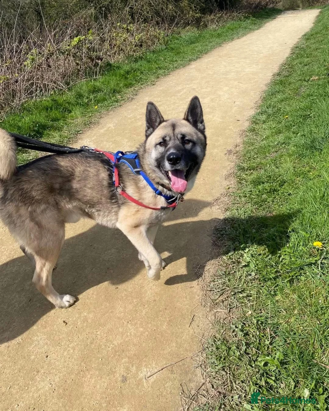 Mixed Breed dogs for adoption: Bruce, gentle crossbreed in need of new home - Advert 2
