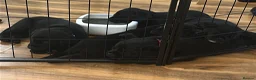 Mixed Breed dogs for sale: Beautiful labrador cross puppies  in Peacehaven - Advert 8