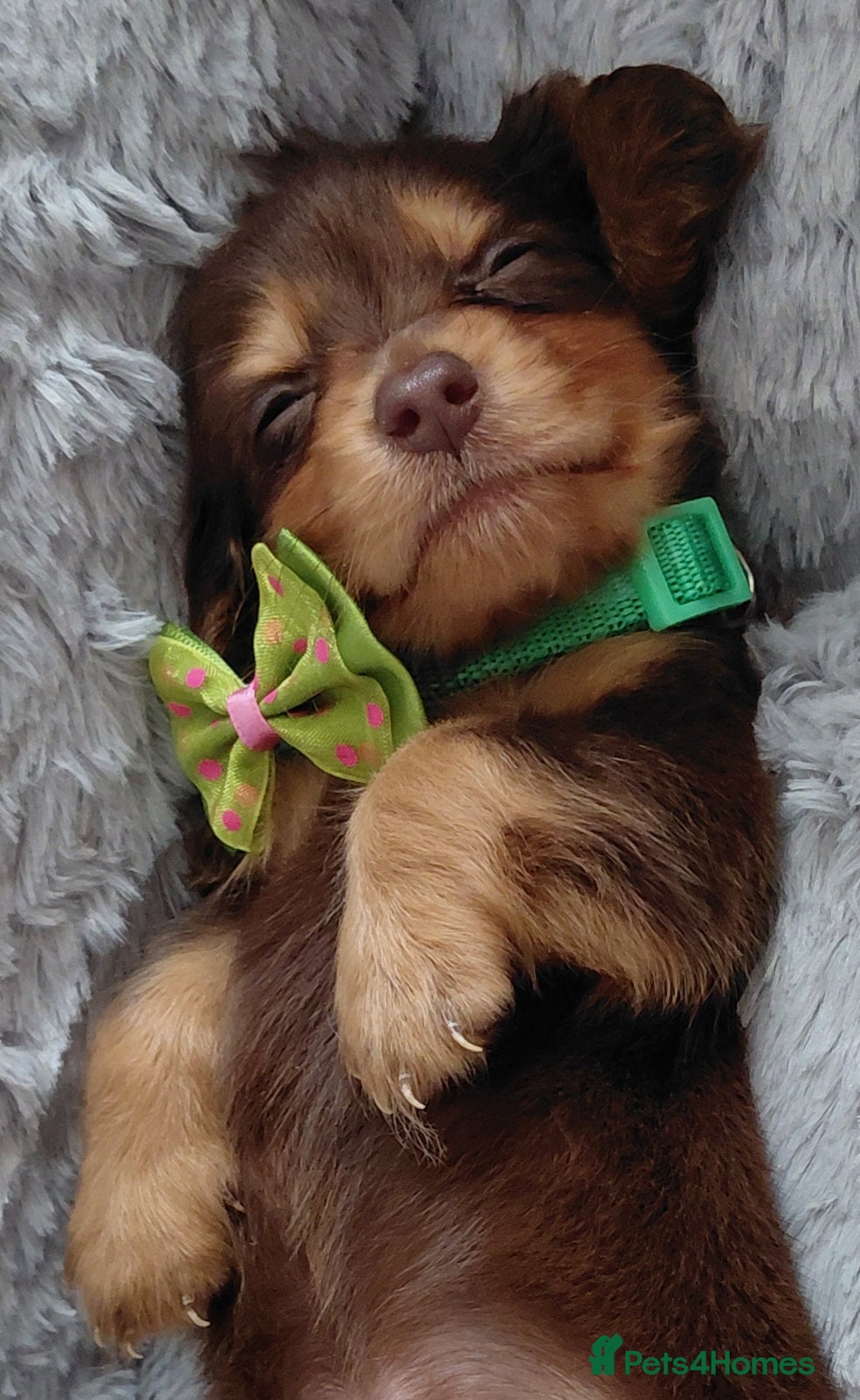 Miniature Dachshund dogs Longhaired Miniature Dachshunds - Advert 7