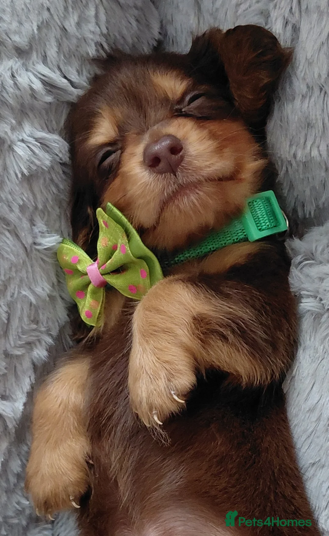 Miniature Dachshund dogs for sale: Longhaired Miniature Dachshunds - Advert 1